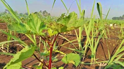 सांगलीच्या पट्ठ्याची कमाल, पाश्चिमात्य देशातील लोकप्रिय लाल भेंडी थेट वारणा किनारी