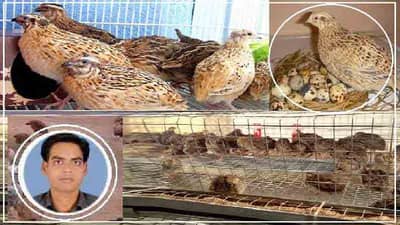 कोंबडी-बदक विसरा, 280 अंडी देणारा ‘हा’ पक्षी पाळा आणि जबरदस्त कमाई करा!