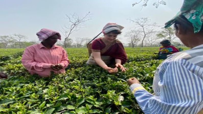 यावेळी प्रियांका गांधी यांनी महिला कर्मचाऱ्यांसोबत पारंपारिक पद्धतीने चहाची पाने खुडली. हे फोटो सध्या सोशल मीडियावर व्हायरल झाले आहेत. 