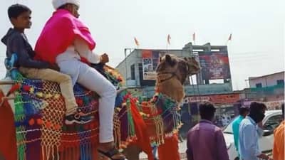 सोशल डिस्टन्सिंग पाळण्यासाठी पत्रकार नवरदेव चक्क उंटावर स्वार