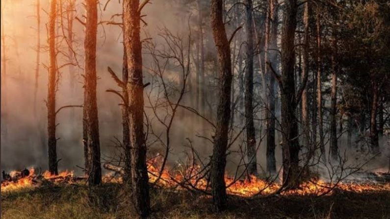 केंद्रीय वनमंत्री जावडेकर आणि ओडिशाचे मुख्यमंत्री नवीन पटनायक यांनी याकडे लक्ष देण्याचे आवाहन प्रधान यांनी केले.