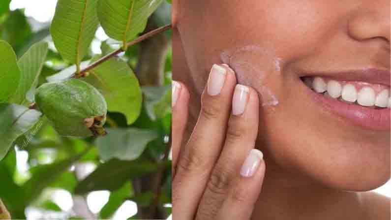 Skin Care | आरोग्यासाठीच नव्हे तर, चमकदार त्वचेसाठीही लाभदायी ‘पेरूची पाने’, अशा प्रकारे करा वापर!