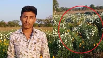 कोरोनाची झळ शेती-शिवारापर्यंत, बाजारपेठांमध्ये मागणीच नसल्यामुळे फुलशेती करणारे शेतकरी अडचणीत