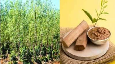 चंदनाची शेती करा, लाखात नाही कोटीत कमवा; विदर्भ, मराठवाड्यासाठी वरदान? वाचा स्पेशल रिपोर्ट