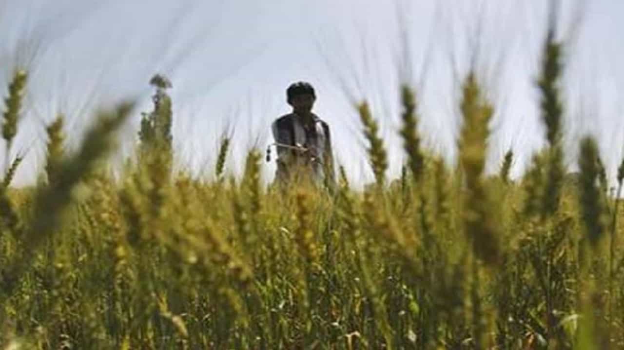 9 लाख शेतकऱ्यांना पीकविमा कंपन्यांचा झटका, वेगवेगळी कारणं देत नुकसान भरपाईचे अर्ज रद्द