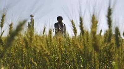 कृषी क्षेत्रात शास्त्रज्ञांची कमतरता; आयसीएआरमध्ये मोठ्या प्रमाणात पदे रिक्त