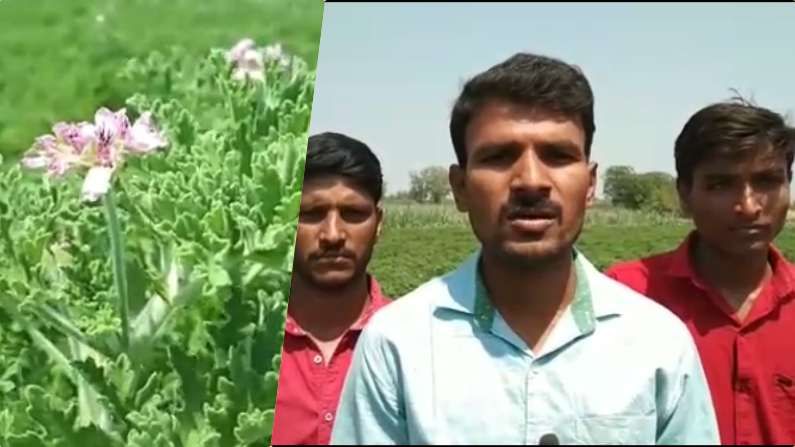 Video | नांदेडच्या युवा शेतकऱ्यांनी करुन दाखवलं, जिरेनियम शेतीद्वारे लाखोंची कमाई