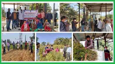 जंगली झेंडूच्या लागवडीतून दुप्पट उत्पन्न, सुगंधी तेल काढून शेतकऱ्यांची अतिरिक्त कमाई