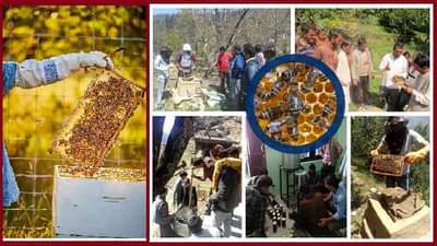 सफरचंदाच्या बागेतच मधमाशी पालन, फळ उत्पादनासोबतच मध विक्रीतूनही कमाई