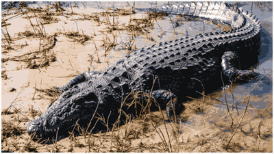 मासे पकडण्यासाठी वडिलांसोबत गेलेल्या 8 वर्षीय मुलाला मगरीने गिळलं, त्यानंतर थरारक घटनाक्रम...