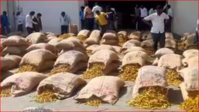 सांगलीच्या शेतकऱ्यांना अच्छे दिन; हळदीला आला सोन्याचा भाव