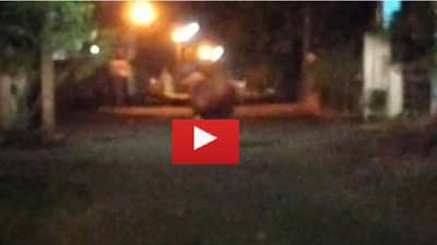 VIDEO | सांगली शहरात गवा शिरला, तीन तास मुक्त संचार, नागरिकांमध्ये घबराट