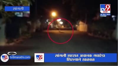 Sangli | सांगली शहरात अचानक गवारेडा शिरल्याने खळबळ