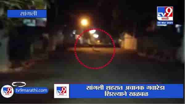 Sangli | सांगली शहरात अचानक गवारेडा शिरल्याने खळबळ