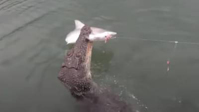 मच्छिमाराच्या जाळ्यात शार्क अडकला, इतक्यात मगरीचा हल्ला, थरकाप उडवणारा VIDEO