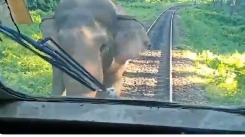 VIDEO : ... आणि ट्रेनसमोर अचानक भयावह हत्ती उभा राहीला.. मग पुढे काय झालं ते बघाच...