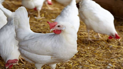 1 अंडे 30 रुपयाला, साखर 81 रुपये किलो, पाकिस्तानात 1 किलो मटणाचा दर किती?