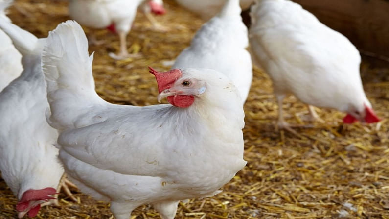 ­ऐकावं ते नवलच ! ओडिशात 63 कोंबड्यांना हार्ट अटॅक, लग्नाची वरात, मृत्यू दारात, प्रकरण थेट पोलीस ठाण्यात