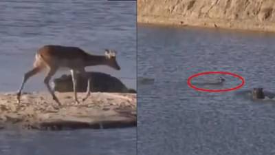VIDEO : ...आणि मगरीने अवघ्या काही क्षणात चपळ हरणीला गिळलं, थरार कॅमेऱ्यात कैद