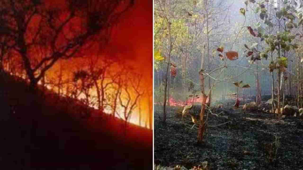 ओडिशातील जंगलांमध्ये 10 दिवसांपासून धुमसती आग, 3000 प्रकारच्या वनस्‍पती धोक्यात