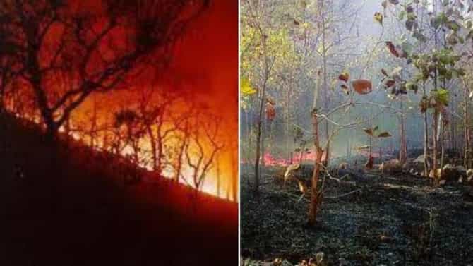 ओडिशातील जंगलांमध्ये 10 दिवसांपासून धुमसती आग, 3000 प्रकारच्या वनस्पती धोक्यात