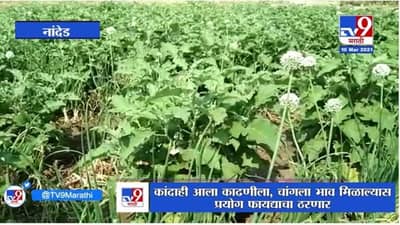 Nanded | शेतकऱ्याची वांगी आणि कांद्याची मिश्रशेती, लाखोंची कमाई