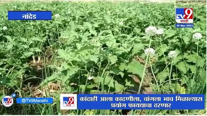 Nanded | शेतकऱ्याची वांगी आणि कांद्याची मिश्रशेती, लाखोंची कमाई