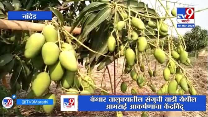 Nanded | कंधार तालुक्यातील संगुची वाडी येथील आमराई ठरतेय आकर्षणाचा केंद्रबिंदू