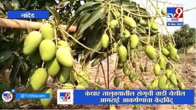 Nanded | कंधार तालुक्यातील संगुची वाडी येथील आमराई ठरतेय आकर्षणाचा केंद्रबिंदू