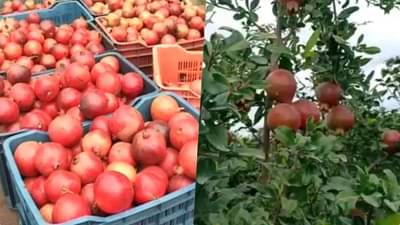 Video | डाळिंब लागवडीचा आटपाडी पॅटर्न, रोहयोतून 434 हेक्टरवर लागवडीचे प्रस्ताव मंजूर