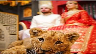 कपलला नवाबी शौक भोवला, वाघाच्या बछड्यासोबत फोटोशूट केल्यामुळे टीका