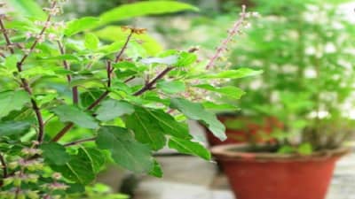 रात्री पाण्यात तुळशीची पानं भिजवा आणि सकाळी प्या, मिळतील आश्चर्यकारक फायदे