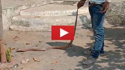 VIDEO | आधी तो डुलायला लागला, नंतर नागोबाही डुलायला लागला, नंतर नंतर नागोबा चांगलाच चवताळला, वाचा सविस्तर!