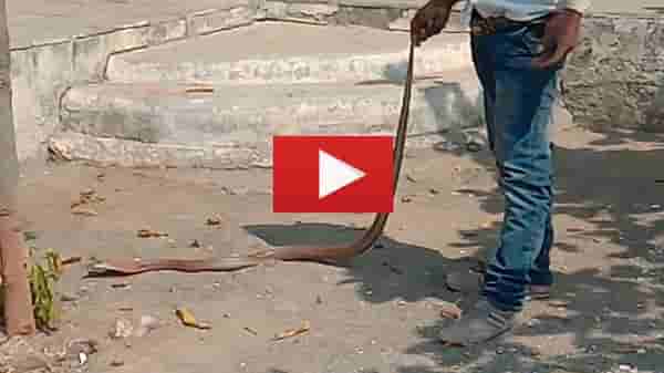 VIDEO | आधी तो डुलायला लागला, नंतर नागोबाही डुलायला लागला, नंतर नंतर नागोबा चांगलाच चवताळला, वाचा सविस्तर!