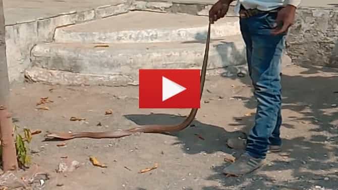 VIDEO | आधी तो डुलायला लागला, नंतर नागोबाही डुलायला लागला, नंतर नंतर नागोबा चांगलाच चवताळला, वाचा सविस्तर!