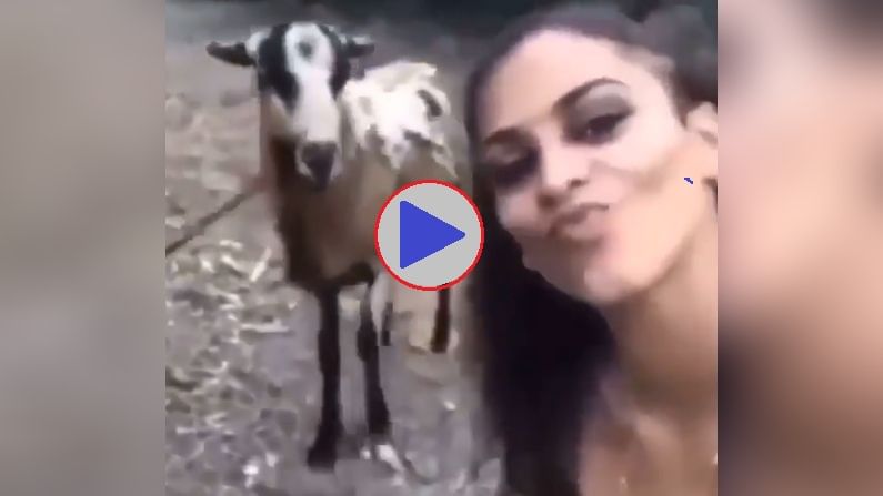 Goat Selfie Viral Video | बकरीला सेल्फी नाही रुचली, थेट शिंगेच तरुणीला टोचली