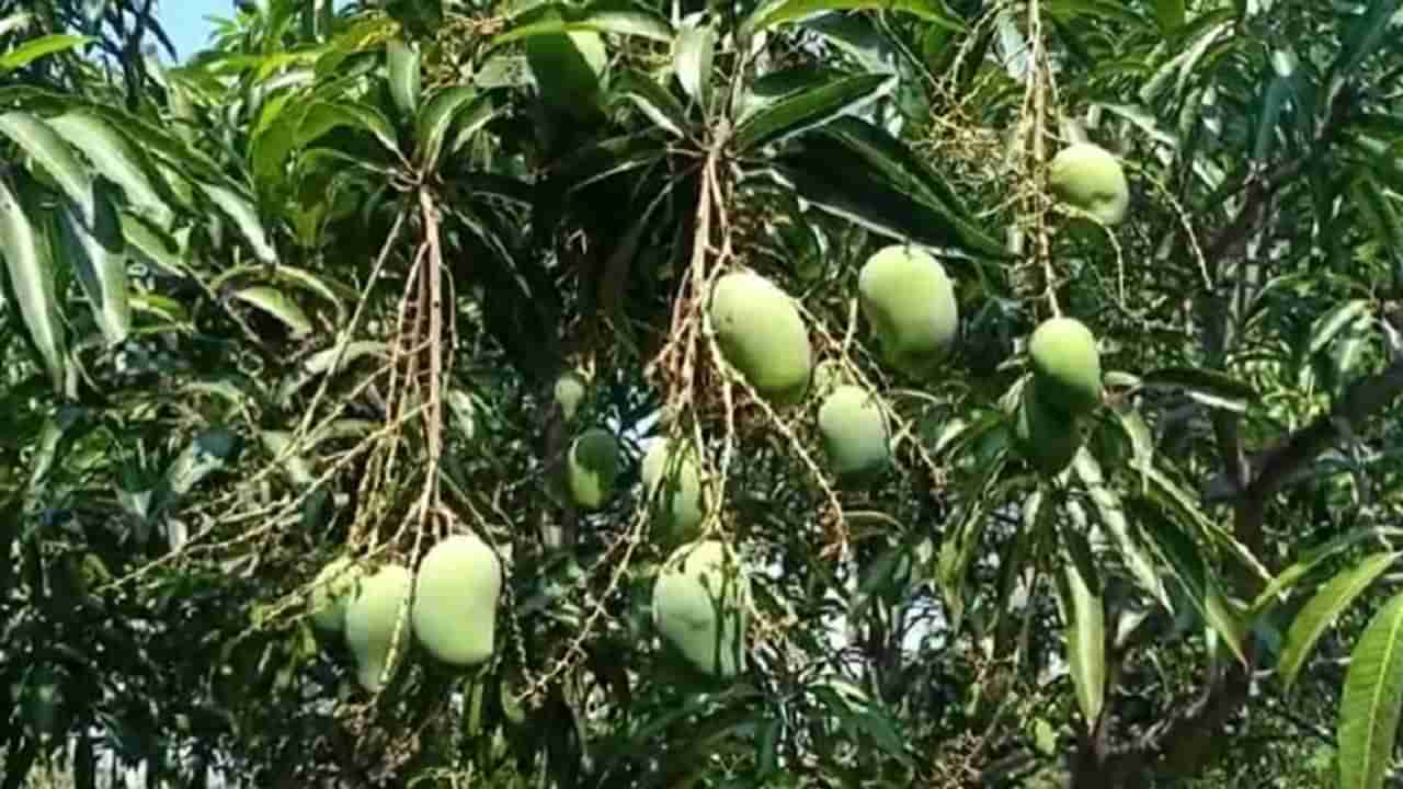 VIDEO : कोकणात नाही, दुष्काळी भागात फुलवली आंब्याची बाग