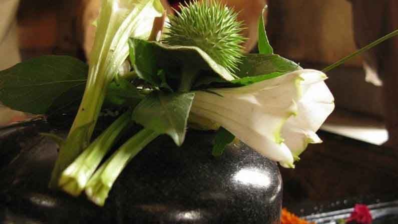 Datura Benefits | पुरुषांनो केस गळतायत? टक्कल पडण्याची भीती वाटतेय? मग, ‘धोत्रा’ ठरेल तुमच्यासाठी वरदान! वाचा याचे फायदे... Datura Benefits | पुरुषांनो केस गळतायत? टक्कल पडण्याची भीती वाटतेय? मग, ‘धोत्रा’ ठरेल तुमच्यासाठी वरदान! वाचा याचे फायदे...