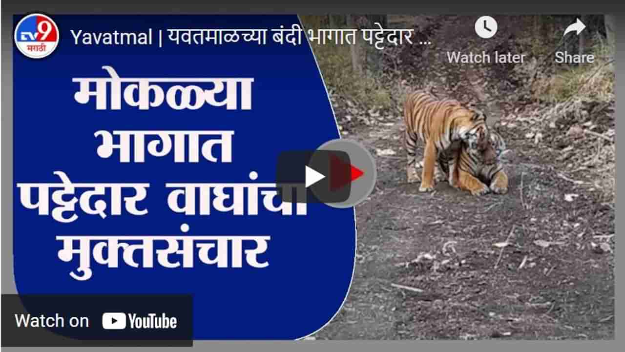 Yavatmal | यवतमाळच्या बंदी भागात पट्टेदार वाघांचा मुक्तसंचार