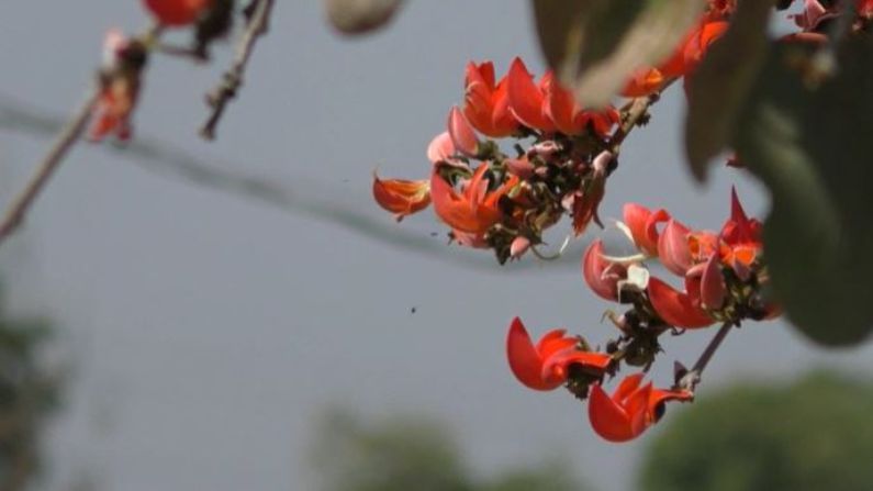 पळसाची फुले  सरस्वती आणि कालिमाता या दोन्ही देवींच्या पूजेसाठी वापरली जातात. कुठेही गेले तरी पळसाला पाने तीनच, अशी म्हण प्रचलित आहे.  पळसाची पानेही फार उपयोगी आहेत. 
