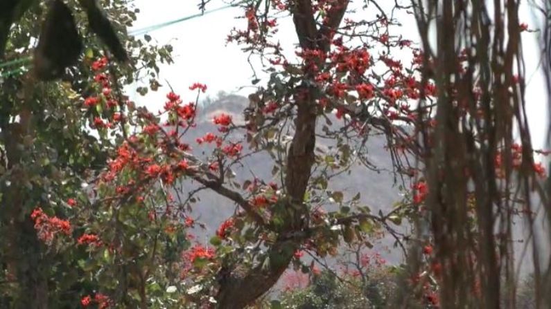 झाडाच्या प्रत्येक फांदीवर लगडलेली फुले विस्तवाच्या गोळ्यांसारखे लाल दिसत आहेत. 20-25 फूट उंच असणाऱ्या पळसाला संस्कृतमध्ये पलाश म्हणतात. याचा अर्थ फुलांनी बहरलेले झाड असा होतो.  