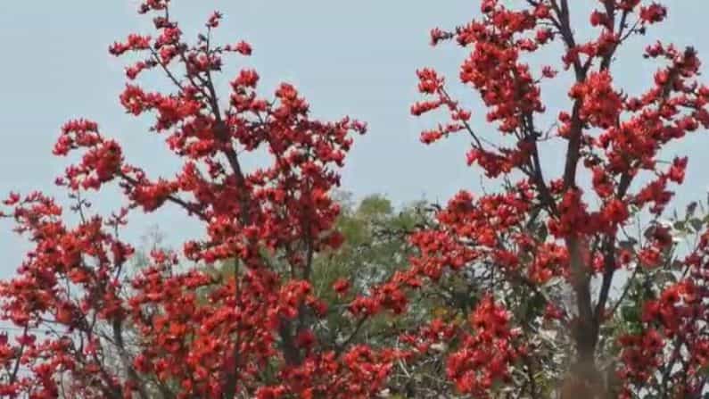 लाल, केशरी आणि क्वचित पांढऱ्या रंगाच्या फुलांनी बहरलेली पळसाची झाडे सध्या सर्वांचे लक्ष वेधून घेत आहेत. विदर्भातील विविध भागातील डोंगर-दऱ्या आणि शेताचे बांध फुलांनी लगडलेल्या पळसाच्या झाडाने शोभून दिसत आहेत.