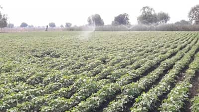 अकोल्याच्या शेतकऱ्याची कमाल, भर उन्हाळ्यात सोयाबीनची लागवड, पीकही बहरले