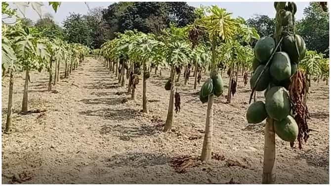 बिहारमधील पपई शेती करणारं गाव, शेतकऱ्यांची वर्षाकाठी लाखो रुपयांची कमाई