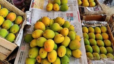 मुंबई एपीएमसी फळ मार्केटमध्ये हापूस आंब्याची बंपर आवक, फळांचा राजा सर्वसामान्यांच्या आवाक्यात येणार?