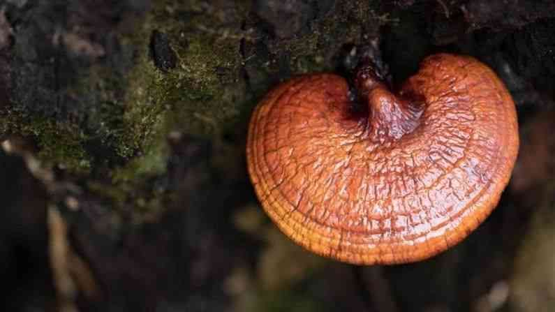Reishi Mushroom : ‘रेशी मशरूम’चे अनेक फायदे, या आजारांपासून मिळेल आराम