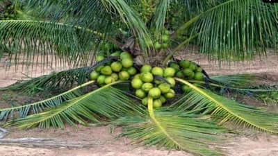 एकात्मिक फलोत्पादन विकास अभियानासाठी 2250 कोटी रुपये मंजूर, केंद्र सरकारचा मोठा निर्णय