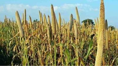 ASRB NET, ARS, STO 2021 : नेट, कृषी शास्त्रज्ञ आणि एसटीओच्या भरतीसाठी संयुक्त अधिसूचना जारी, 21 ते 27 जून दरम्यान घेणार परीक्षा