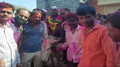 कोरोना जावयांसाठी पर्वणी, बीडमधील गाढवावरुन मिरवणुकीची परंपरा खंडित होण्याची चिन्हं