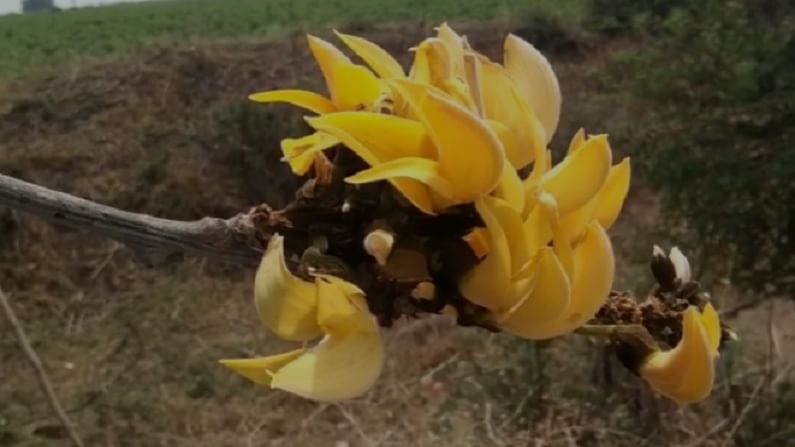 विदर्भातील वाशिममधील मंगरुळपिर तालुक्यातील वनोजा शिवारात व अमरावती जिल्हात मोर्शी तालुक्यात विचोरी दाभेरी शिवारात दुर्मिळ पिवळा पळस असल्याची नोंद असुन, वाशिम आणि अमरावतीनंतर आता पिवळा पळस नांदेड जिल्हातील माहूर येथे सापडला आहे.